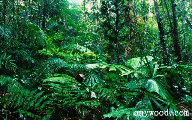 批木网 anywood.com