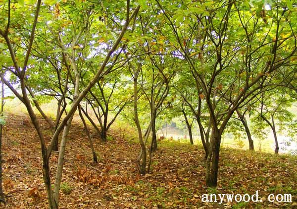 批木网 anywood.com