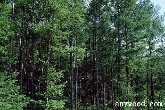 批木网 anywood.com