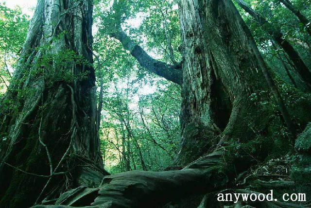 批木网 anywood.com