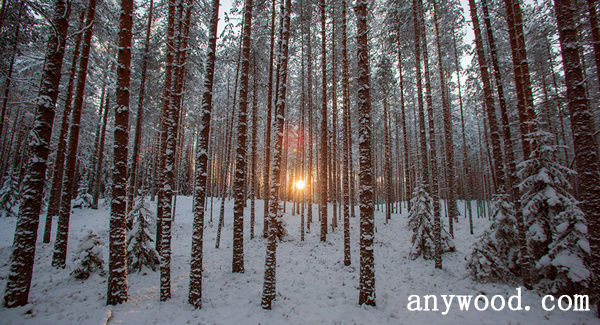 批木网 anywood.com