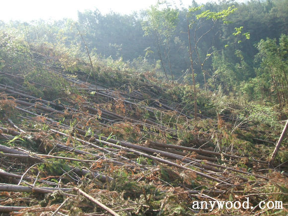 批木网 anywood.com