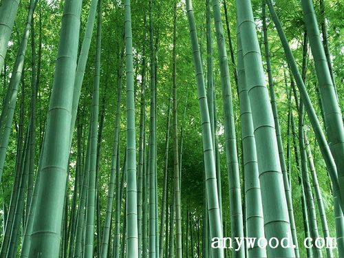 批木网 anywood.com