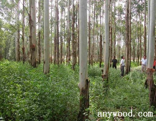 批木网 anywood.com
