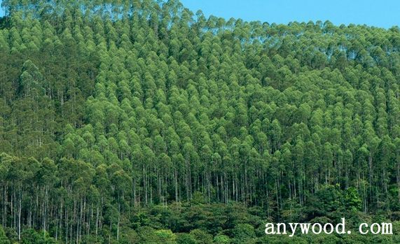 批木网 anywood.com