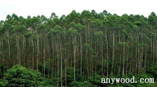 批木网 anywood.com