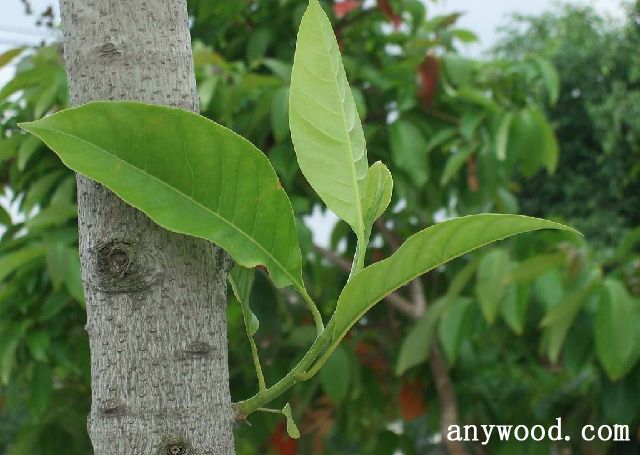 批木网 anywood.com