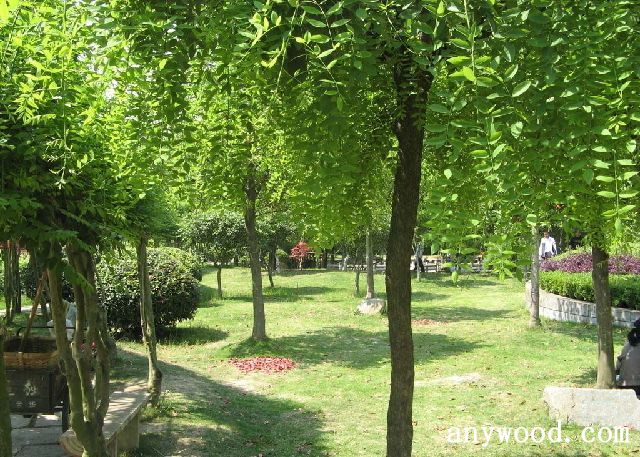 批木网 anywood.com