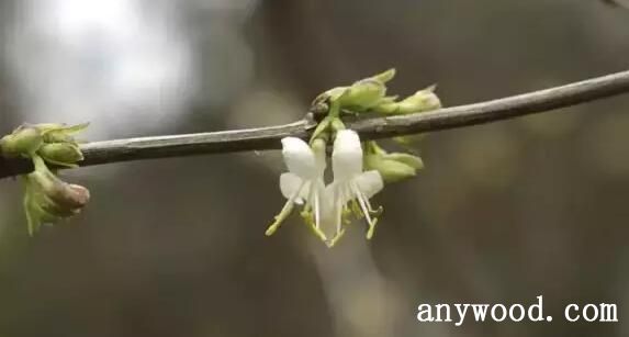 郁香忍冬