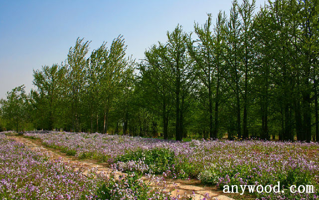 批木网 anywood.com