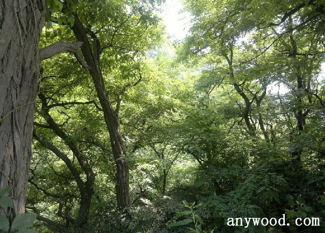 批木网 anywood.com