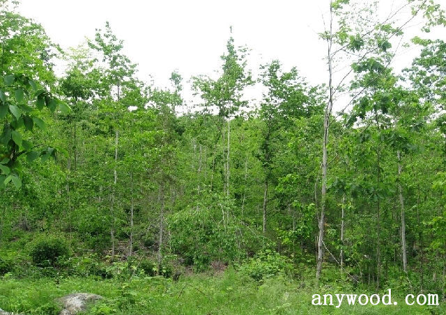 批木网 anywood.com