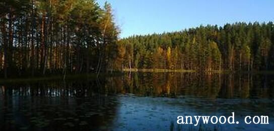 芬兰的林业