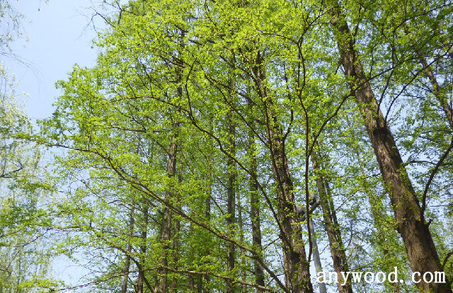 批木网 anywood.com