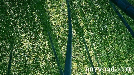 竹类植物