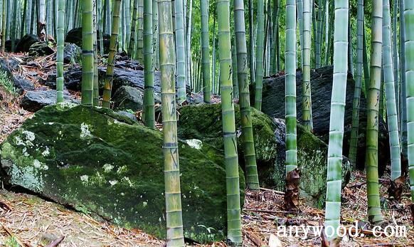 竹类植物