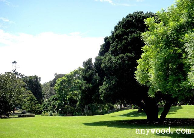 批木网 anywood.com
