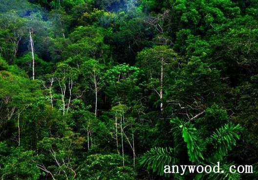 批木网 anywood.com