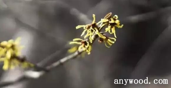 金缕梅