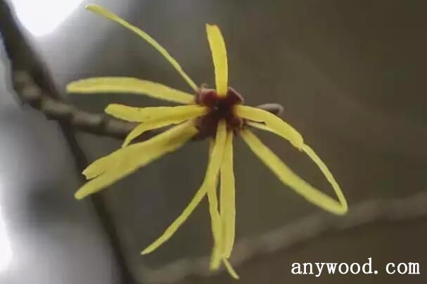 金缕梅
