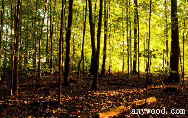 批木网 anywood.com