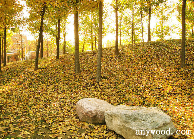 批木网 anywood.com