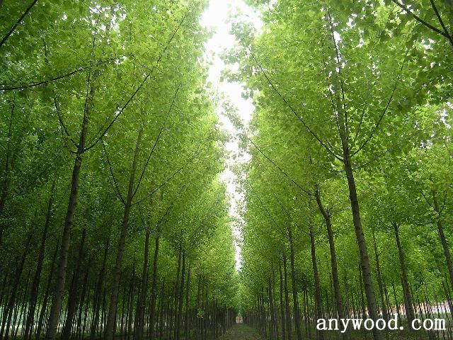 批木网 anywood.com