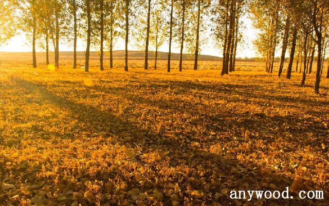 批木网 anywood.com