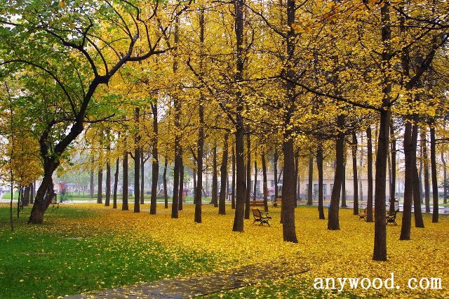 批木网 anywood.com
