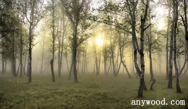 批木网 anywood.com