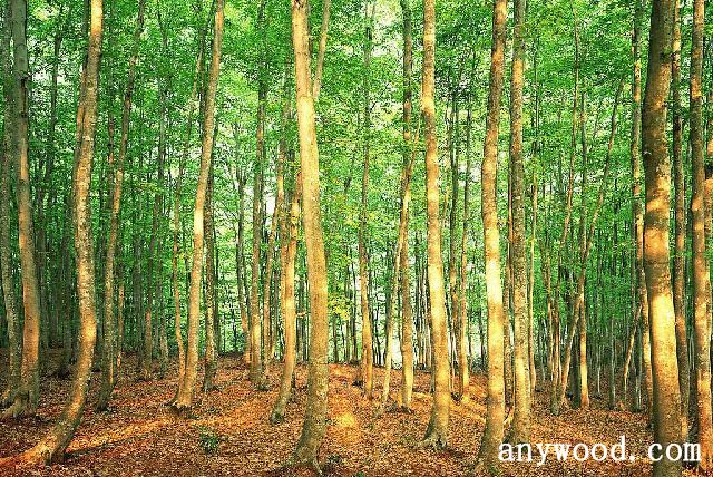 批木网 anywood.com