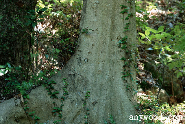 批木网 anywood.com