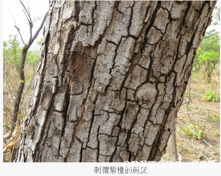 批木网 anywood.com