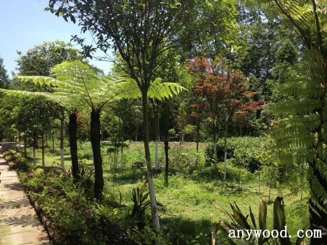 批木网 anywood.com