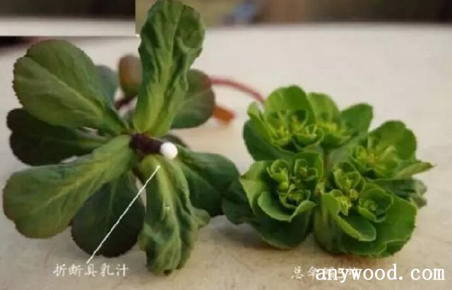 泽漆