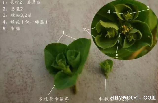 泽漆