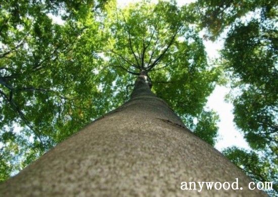 批木网 anywood.com