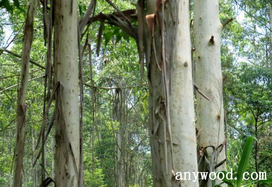 批木网 anywood.com