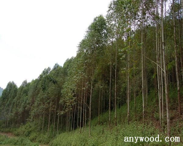 批木网 anywood.com