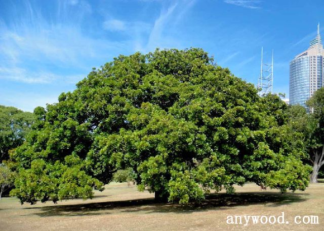 批木网 anywood.com