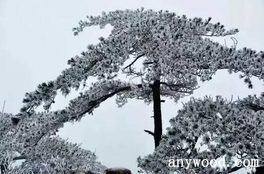 【批木网】anywood.com