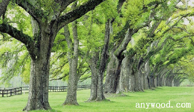批木网 anywood.com