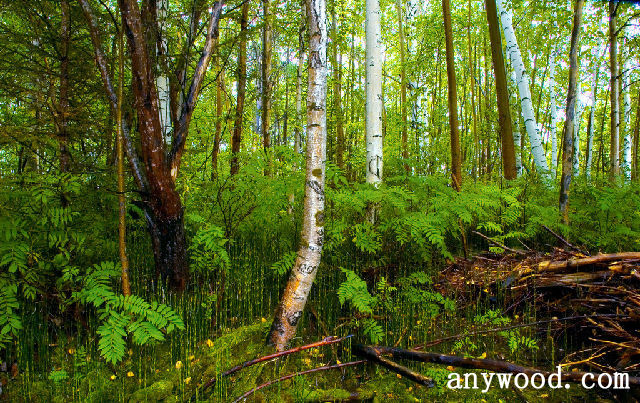 批木网 anywood.com
