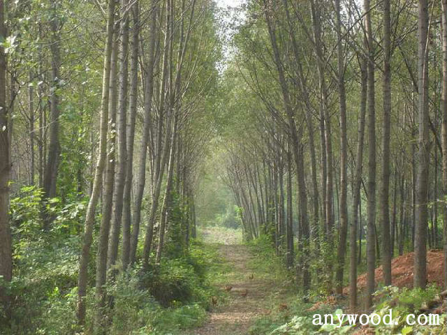 批木网 anywood.com