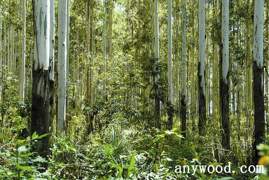 批木网 anywood.com