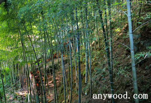批木网 anywood.com