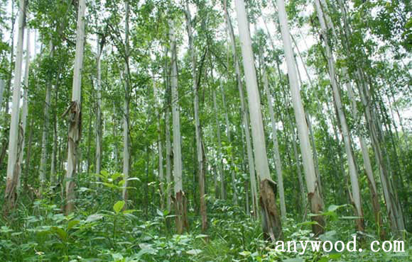 批木网 anywood.com