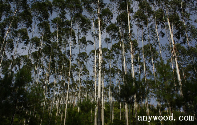 批木网 anywood.com