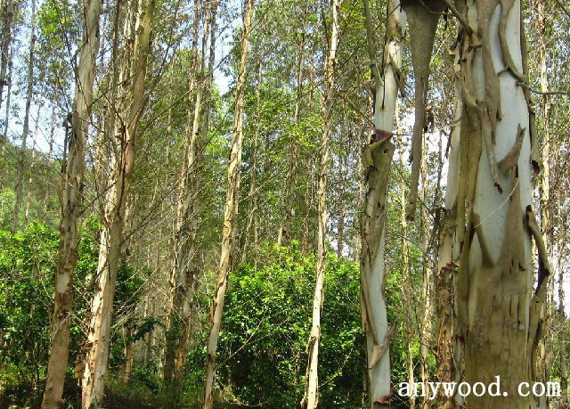 批木网 anywood.com