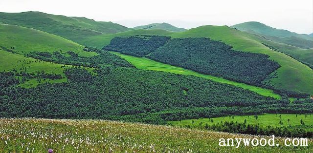 批木网 anywood.com